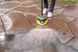 Профессиональная насадка Karcher T 7 Plus T-Racer (2.644-074.0) 2.644-074.0 фото 3